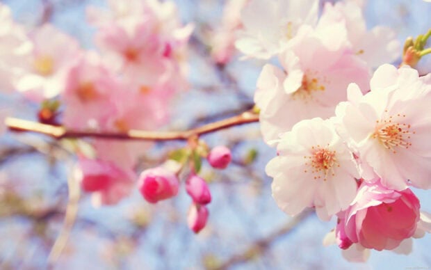 Pink cherry blossoms blooming on branches during spring season