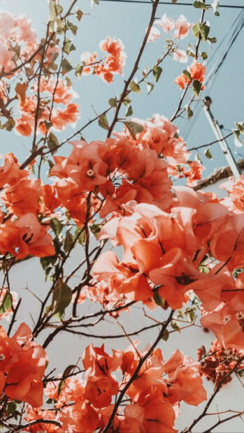 Bright bougainvillea blooming under clear blue sky in spring aesthetic