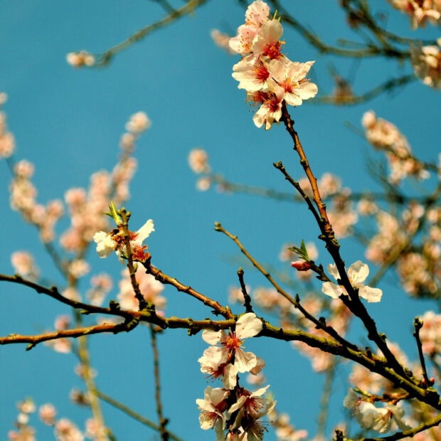 Delicate cherry blossoms blooming on tree branches under a clear blue sky