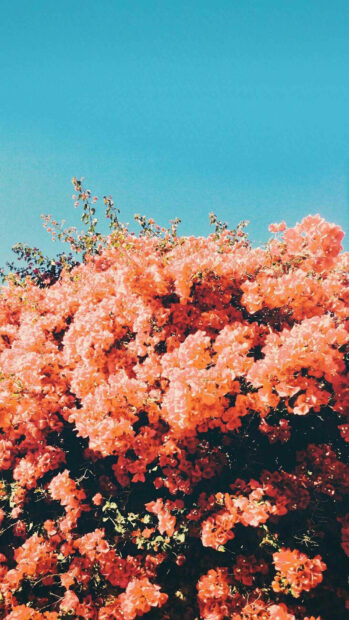 Vibrant spring flowers blooming under a clear blue sky