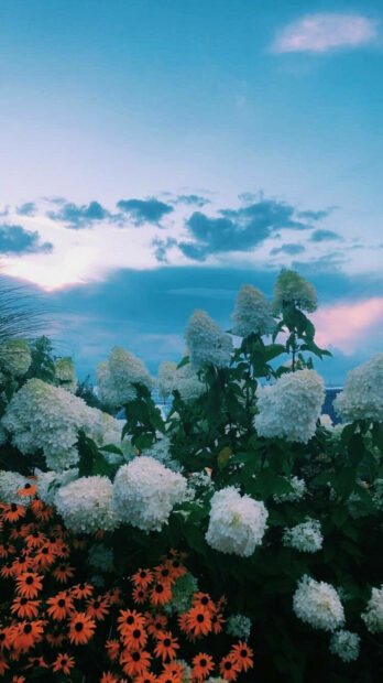 White hydrangea flowers blooming under a spring sky with orange daisies