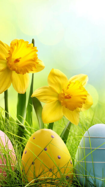 Yellow daffodils blooming amid decorated colorful eggs in spring grass