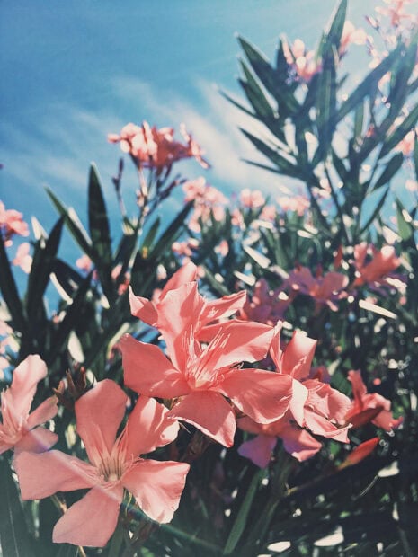 Pink oleander flowers blooming under a clear blue sky in spring