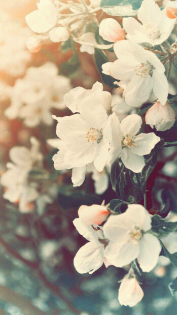 White apple blossoms blooming on spring branches with soft sunlight