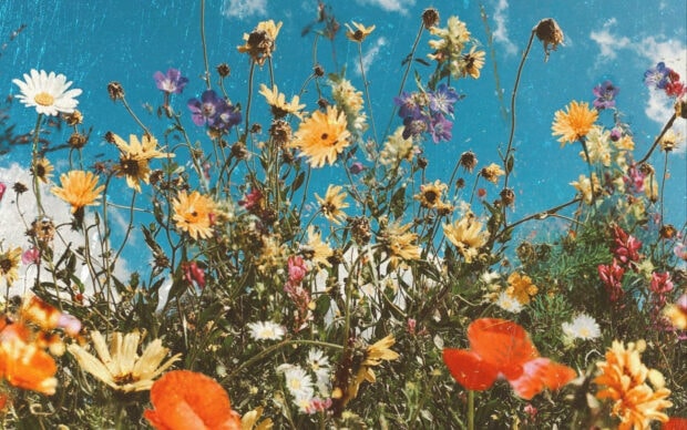 Wildflowers blooming under a blue sky in springtime