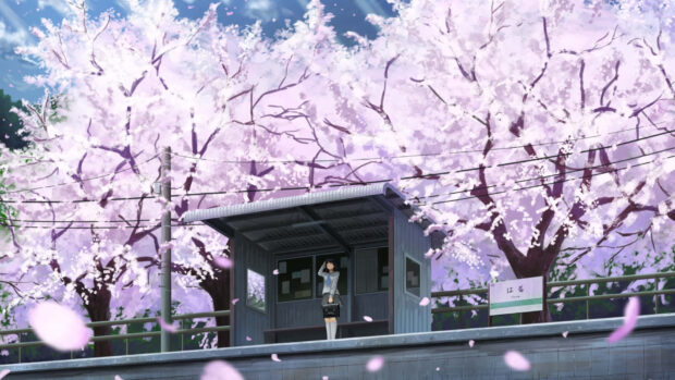 A girl standing at a small station surrounded by cherry blossom trees in spring anime scene