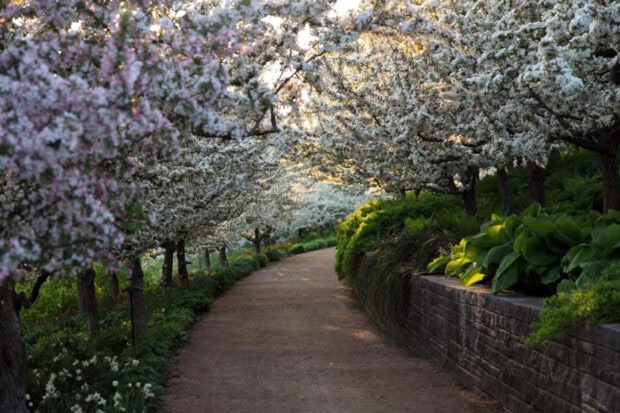 A serene pathway lined with blossoming spring trees and lush green plants on a sunny day