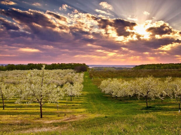 A spring landscape with blooming orchard trees under a dramatic cloudy sky with sunlight rays