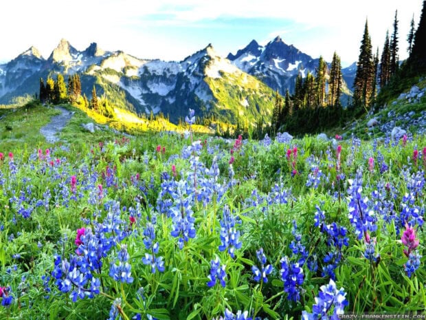 A vibrant mountain landscape with spring wildflowers blooming in the foreground and rugged peaks in the background