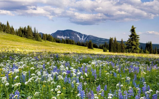 A vibrant spring landscape with blooming wildflowers and mountain hills visible in the distance