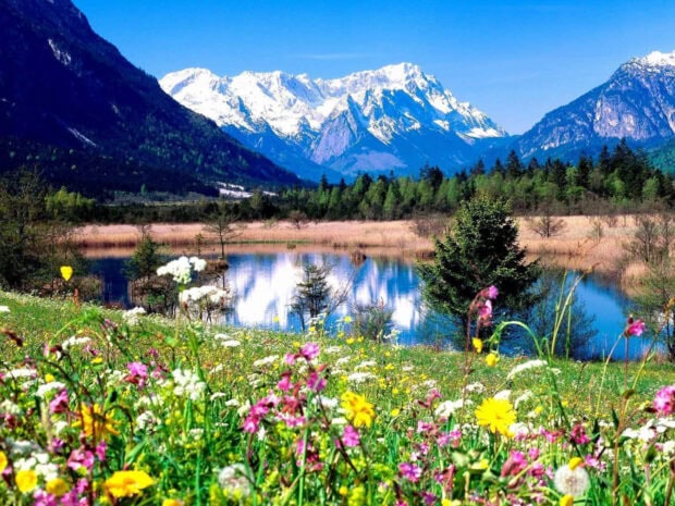 A vibrant spring landscape with colorful wildflowers and snow capped mountains reflected in a calm lake