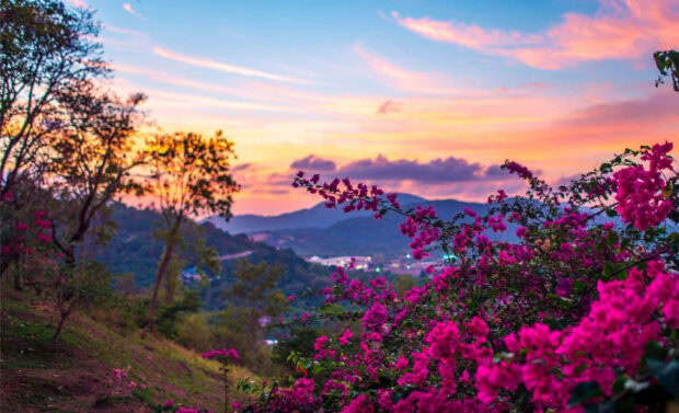 Vibrant spring landscape with blooming flowers and distant hills at sunset