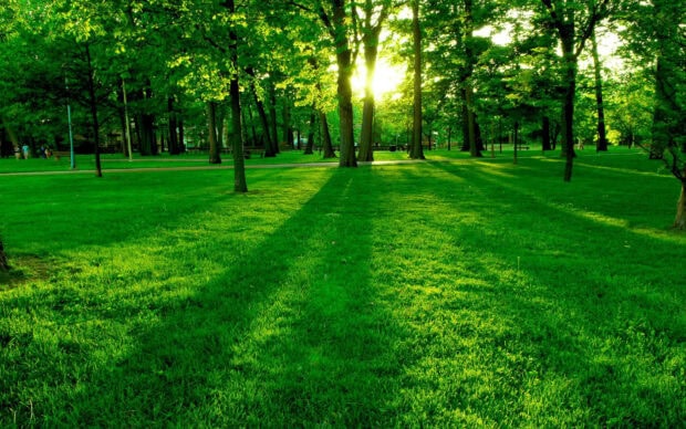 A lush green forest with vibrant spring trees and sunlight filtering through