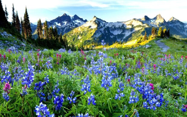 A vibrant spring landscape filled with colorful wildflowers and scenic mountain ranges