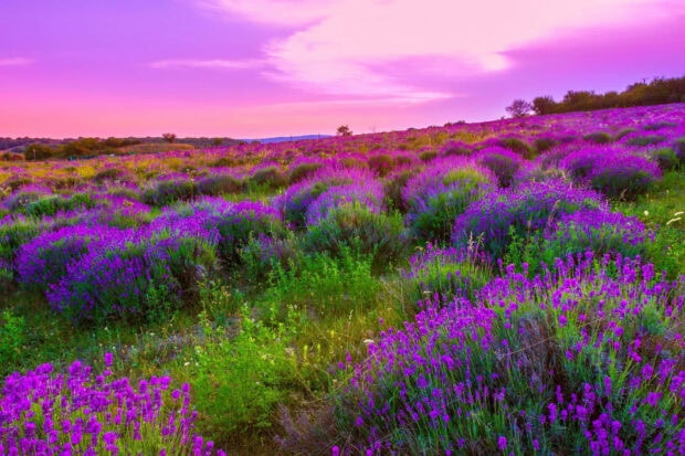 A vibrant spring landscape filled with purple lavender blooming across rolling hills