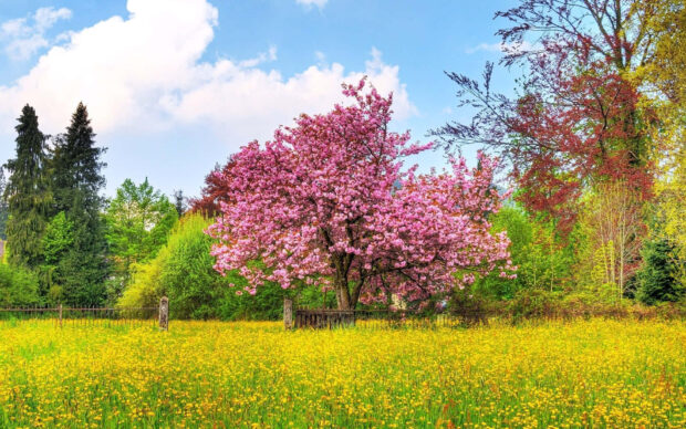 A vibrant spring landscape with blooming cherry blossoms and a colorful meadow