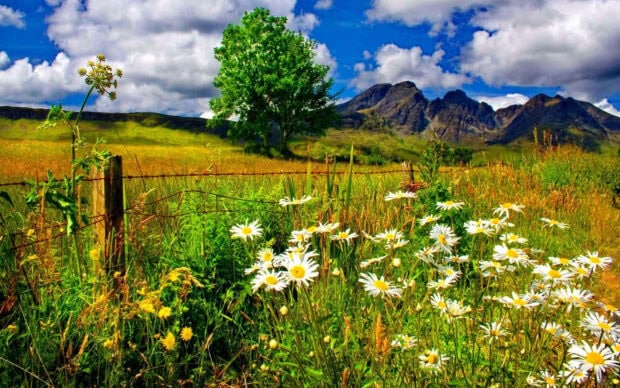 A vibrant spring landscape with blooming daisies and a green tree under a bright blue sky