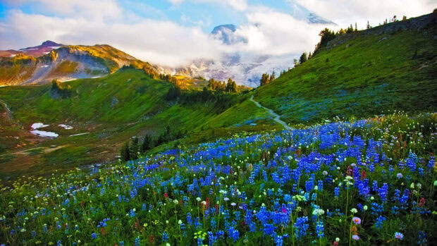 A vibrant spring landscape with blue wildflowers covering the hillside under a cloudy sky
