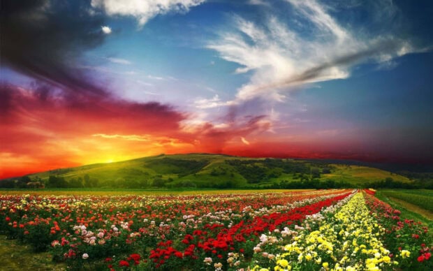 A vibrant spring landscape with colorful flower fields and green hills under a glowing sunset sky