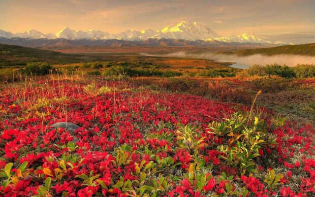A vibrant spring landscape with red flowers and snow capped mountains in the distance