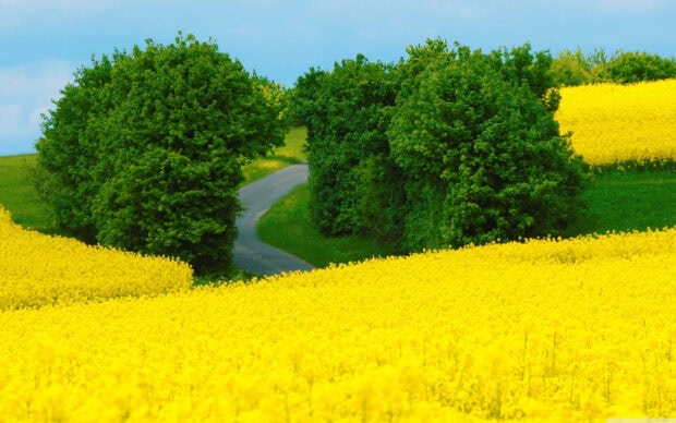 A vibrant spring landscape with yellow flowers and green trees surrounding a winding road
