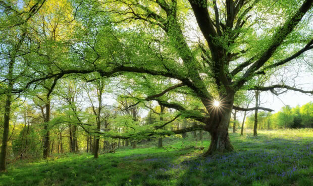 Large tree with fresh spring leaves and sunlight shining through a forest clearing