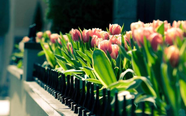 Pink tulips blooming in spring landscape with green leaves