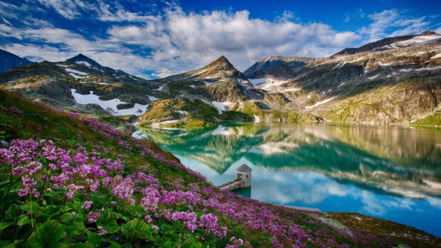Purple spring flowers blooming on the hillside near a mountain lake