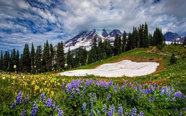 Spring landscape with colorful wildflowers and snow patches near evergreen trees