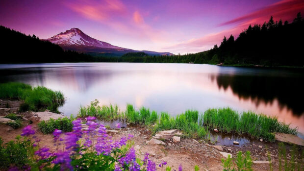 Spring landscape with purple flowers and snow capped mountain near calm lake at sunset