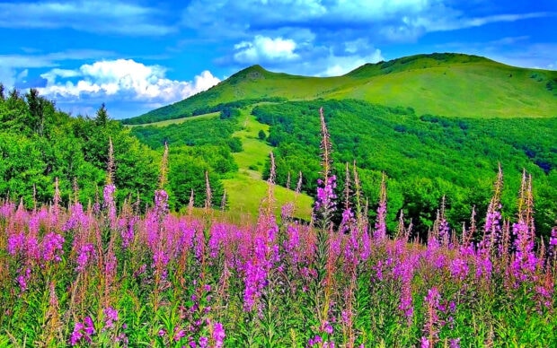 Vibrant spring landscape with blooming wildflowers and green hills under a blue sky