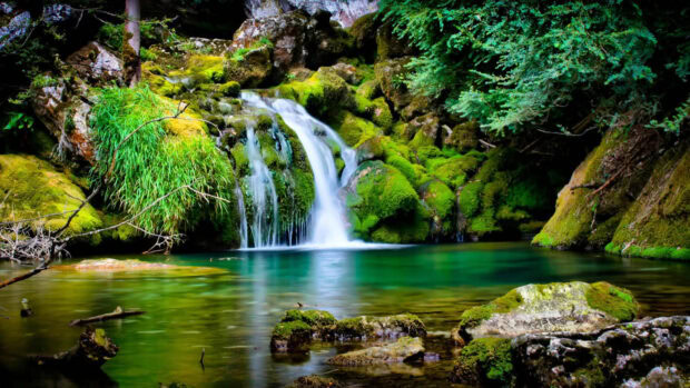A mossy stream with lush greenery and flowing water in a spring landscape scene