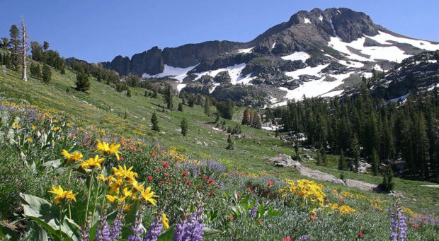 A spring mountain scene with colorful wildflowers and patches of snow on a bright day