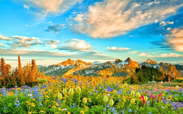 A vibrant spring mountain scene filled with colorful wildflowers and lush greenery