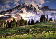 Mountain landscape with green meadow and blooming flowers in spring season