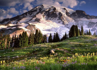 Mountain landscape with green meadow and blooming flowers in spring season