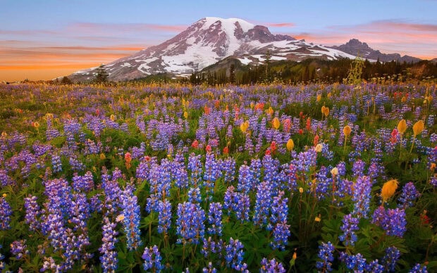 A vibrant spring mountain field filled with blooming wildflowers and lush greenery