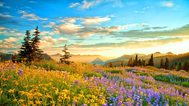 A vibrant spring mountain field filled with colorful wildflowers under a bright blue sky