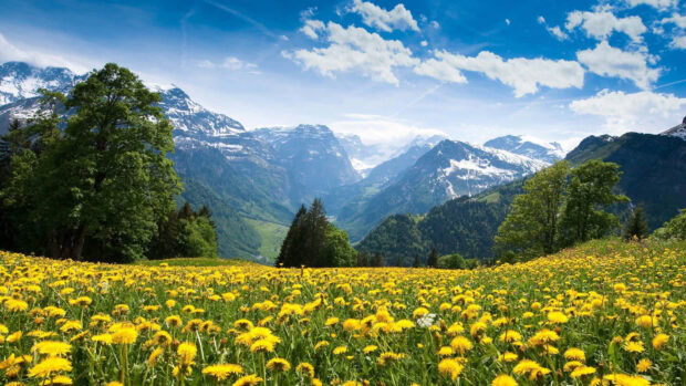 A vibrant spring mountain scene with blooming flowers and lush green trees