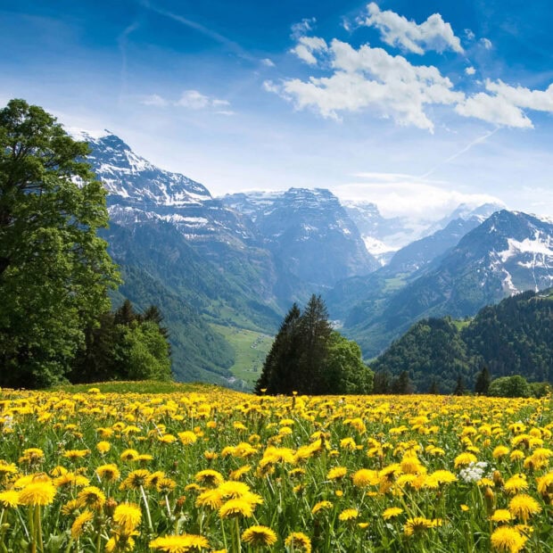 A vibrant spring mountain with yellow flowers and green trees under a bright blue sky