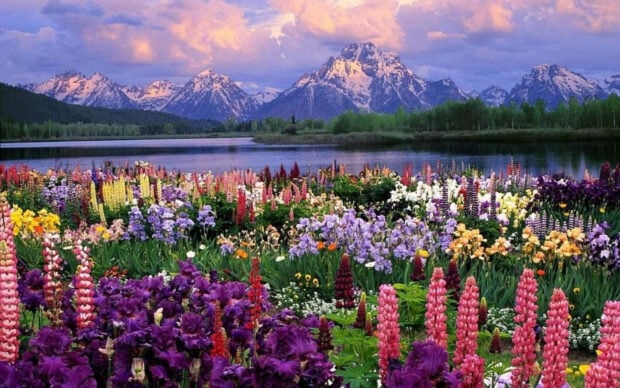 Colorful spring mountain with blooming flowers near the lake