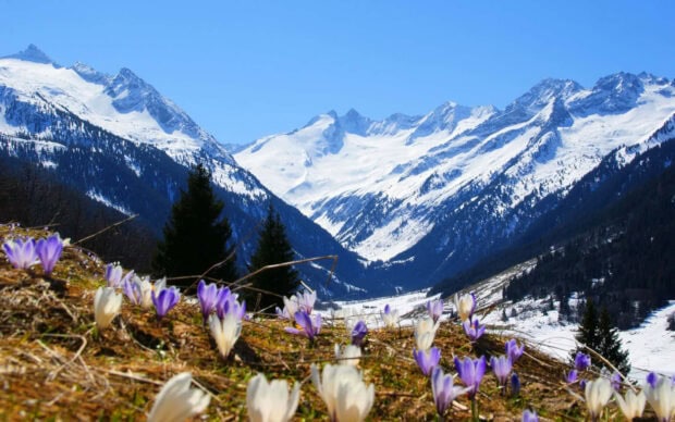 Purple and white crocus flowers blooming on a spring mountain slope with snowy peaks in the distance