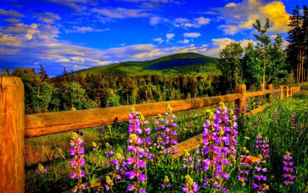 Purple flowers blooming along a wooden fence with green hills in a spring mountain landscape
