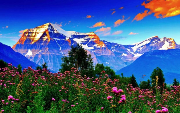 Snow capped mountains with vibrant spring flowers in the foreground under a bright blue sky