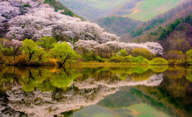 Spring mountain with blooming cherry trees reflected in calm water during spring