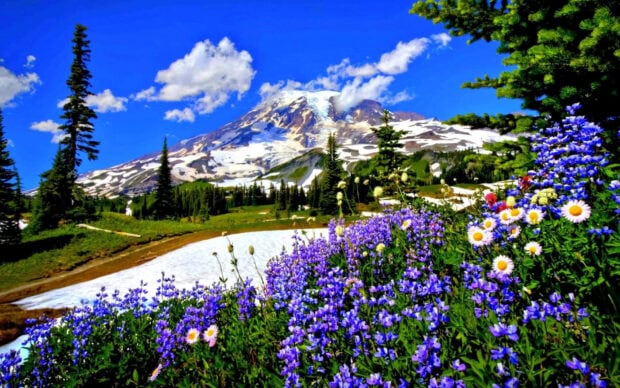 Spring mountain with blooming wildflowers and snow patches in a vibrant spring landscape