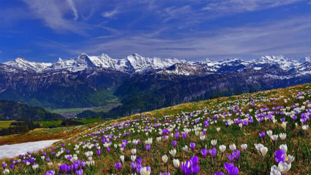 Spring mountain with purple and white crocus flowers blooming in a green field