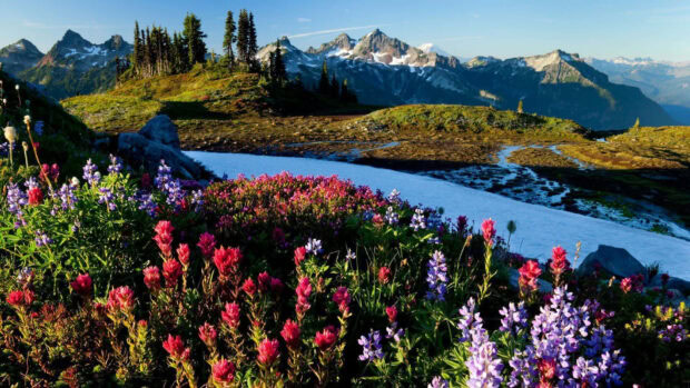 Vibrant spring mountain landscape with colorful wildflowers and patches of snow in the foreground