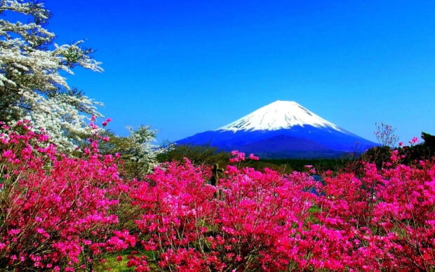 Vibrant spring mountain with blooming flowers under a clear blue sky