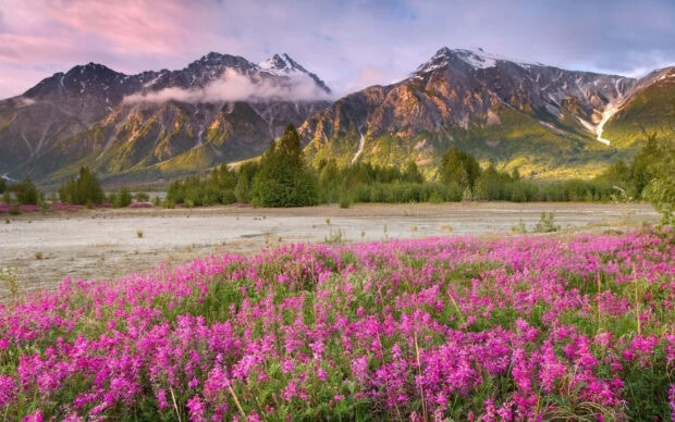 Vibrant spring mountain landscape with blooming wildflowers under a pink sky